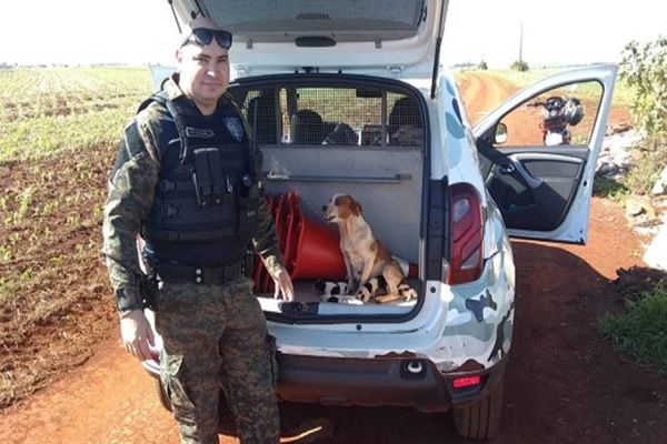 Resgate de cachorra e filhotes emociona agentes da Guarda