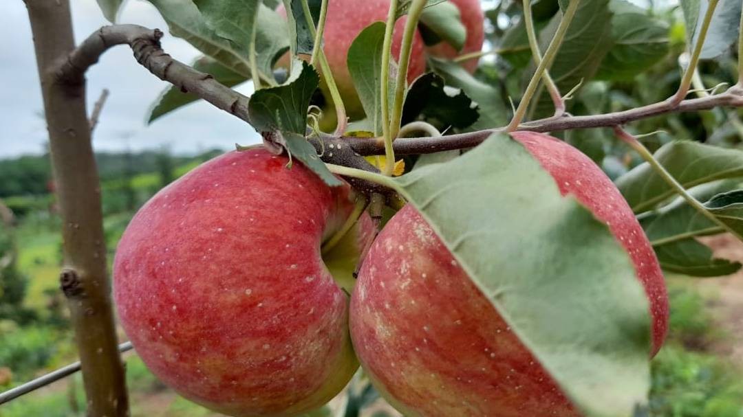 Pesquisa sobre produção orgânica de maçã tem primeira colheita