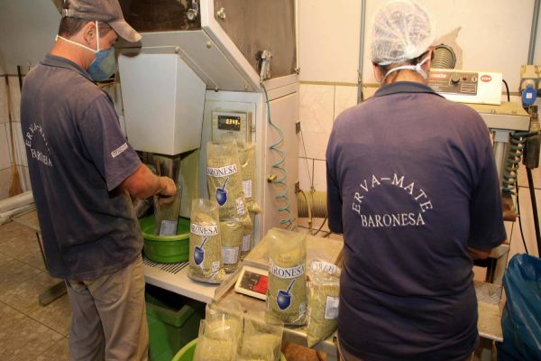 Imagem referente a notícia: Após selo de procedência, erva-mate especial do Paraná começa a ganhar o mundo
