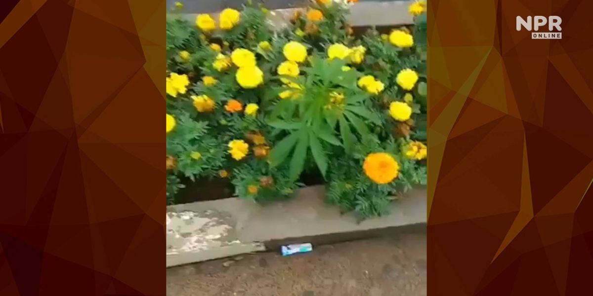 Pé de Maconha é encontrado no canteiro central da Avenida Brasil em Cascavel