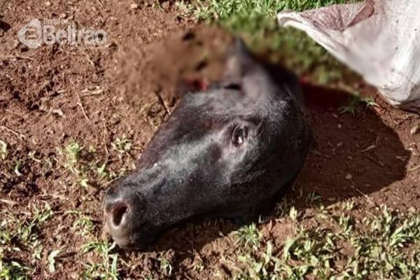 Bandidos abatem animal e levam a carne em propriedade rural de Manfrinópolis