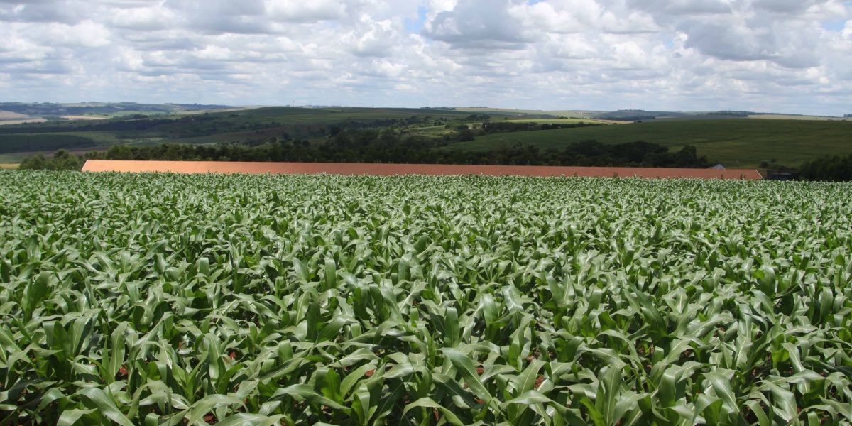 Safra de verão no Paraná deve chegar a 24,2 milhões de toneladas