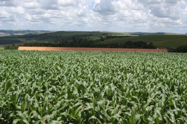 Safra de verão no Paraná deve chegar a 24,2 milhões de toneladas