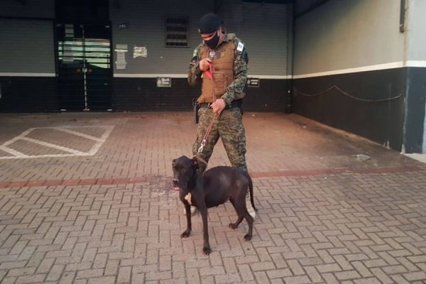 Patrulha Ambiental da GM resgata cachorra abandonada