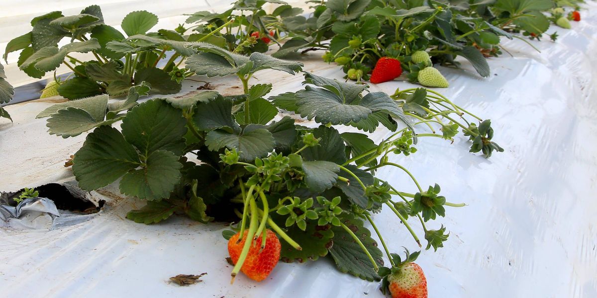 Ações municipais de agroecologia colocam Paraná em primeiro lugar