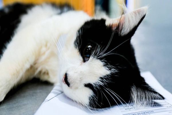 Programa castrou gratuitamente quase 11 mil cães e gatos