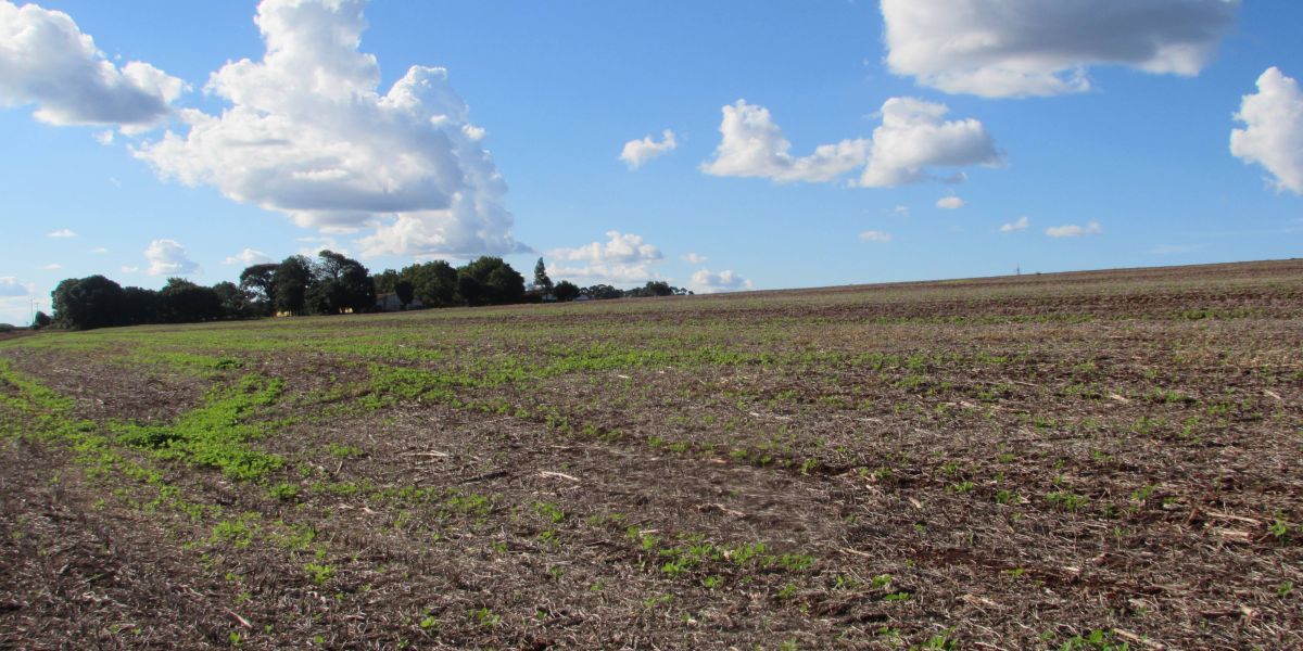 Sindicato Rural de Cascavel é contra venda de terra a estrangeiros
