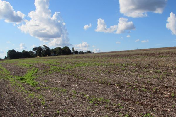 Sindicato Rural de Cascavel é contra venda de terra a estrangeiros