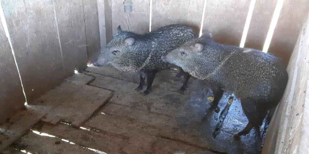 Porcos-do-mato mantidos em cativeiro ilegal são resgatados em São Miguel do Iguaçu