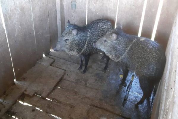 Porcos-do-mato mantidos em cativeiro ilegal são resgatados em São Miguel do Iguaçu