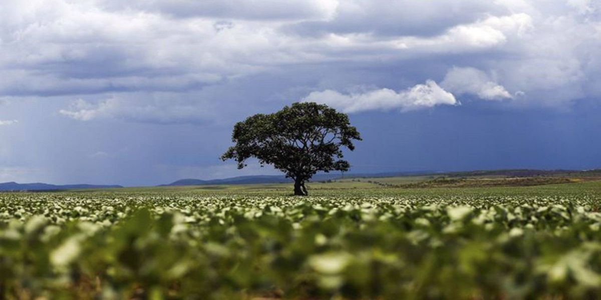 Produtor precisa decidir sobre Funrural em janeiro