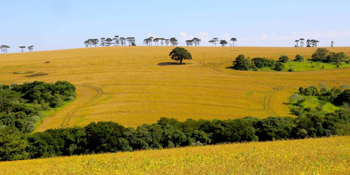 Boletim agropecuário comenta produção de arroz no Paraná