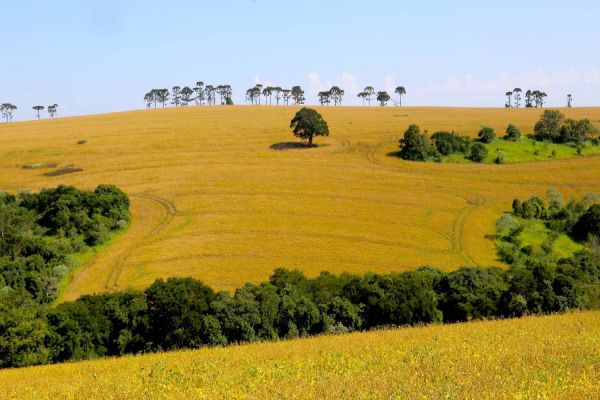 Boletim agropecuário comenta produção de arroz no Paraná