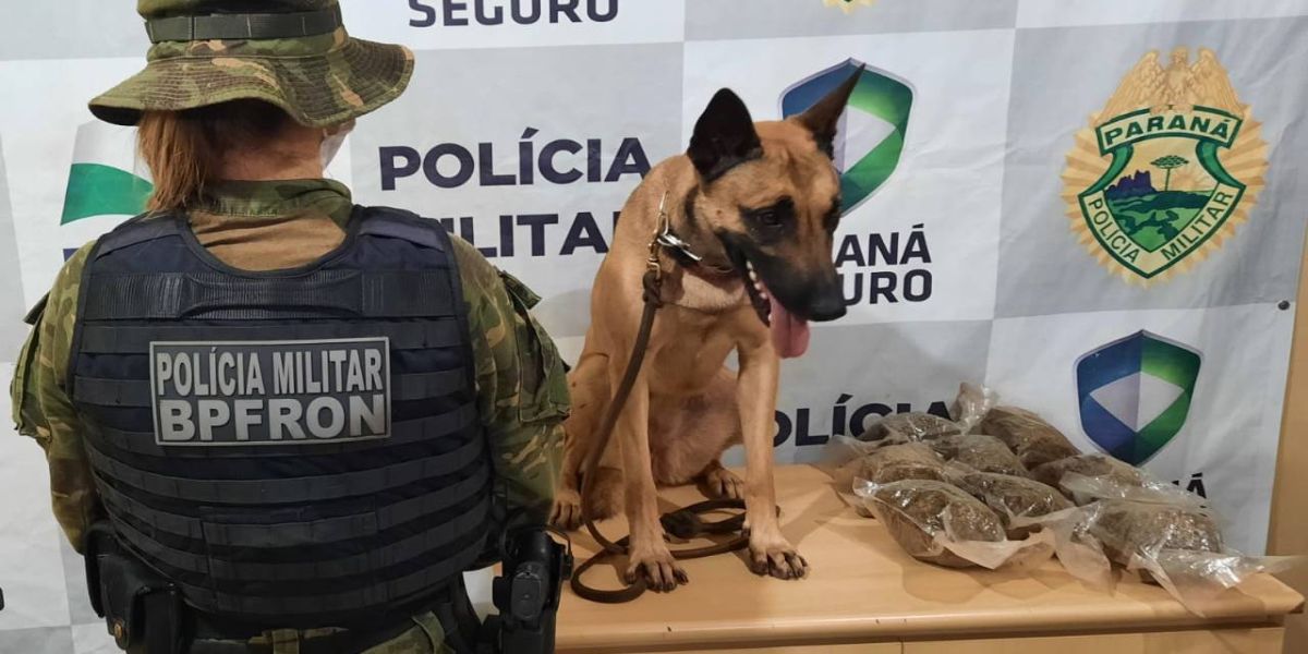 BPFRON apreende maconha tipo capulho em ônibus durante Operação Hórus em Cascavel