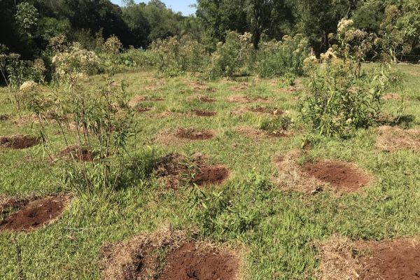 Legado verde: em dez anos, Itaipu plantou quase 775 mil mudas de árvores