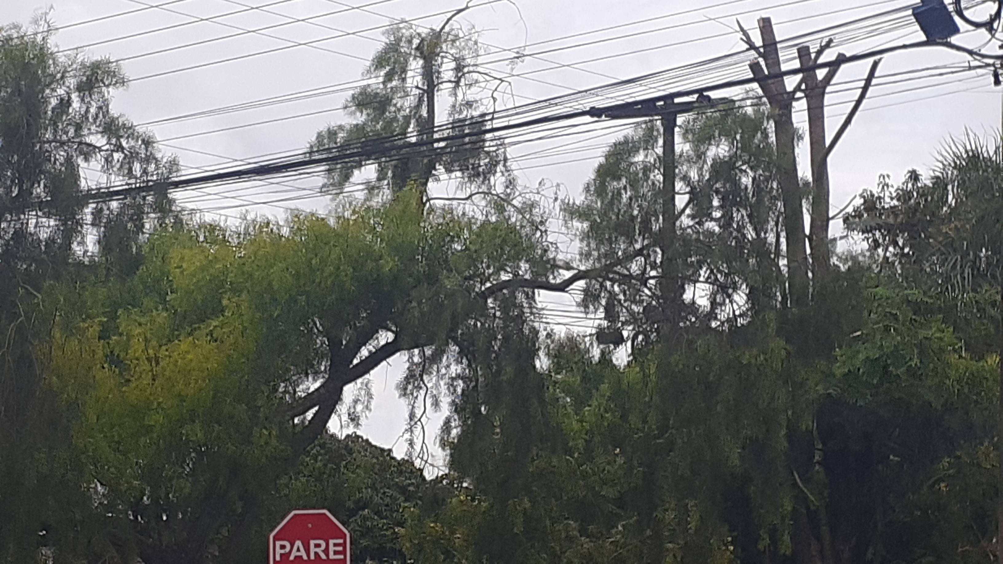 Queda de galho de árvore na rede elétrica deixa parte do Bairro Períolo, sem luz