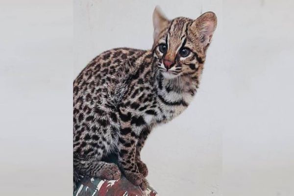 Zoológico de Cascavel tem novo morador