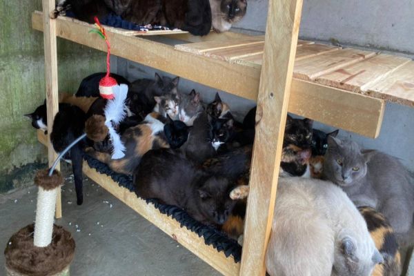 Polícia Civil cumpre mandado de busca e apreensão e apreende 90 felinos em Ponta Grossa