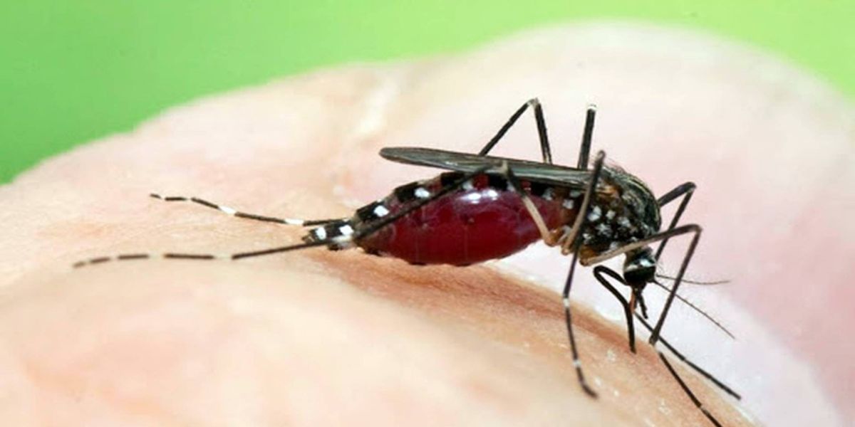 Levantamento mostra presença do Aedes aegypti em 6 mil locais no Paraná