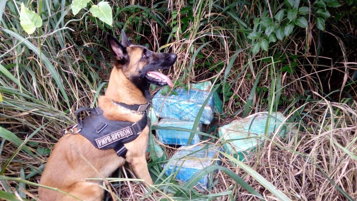 BPFRON apreende 158 kg de maconha durante Operação Hórus em Santa Helena