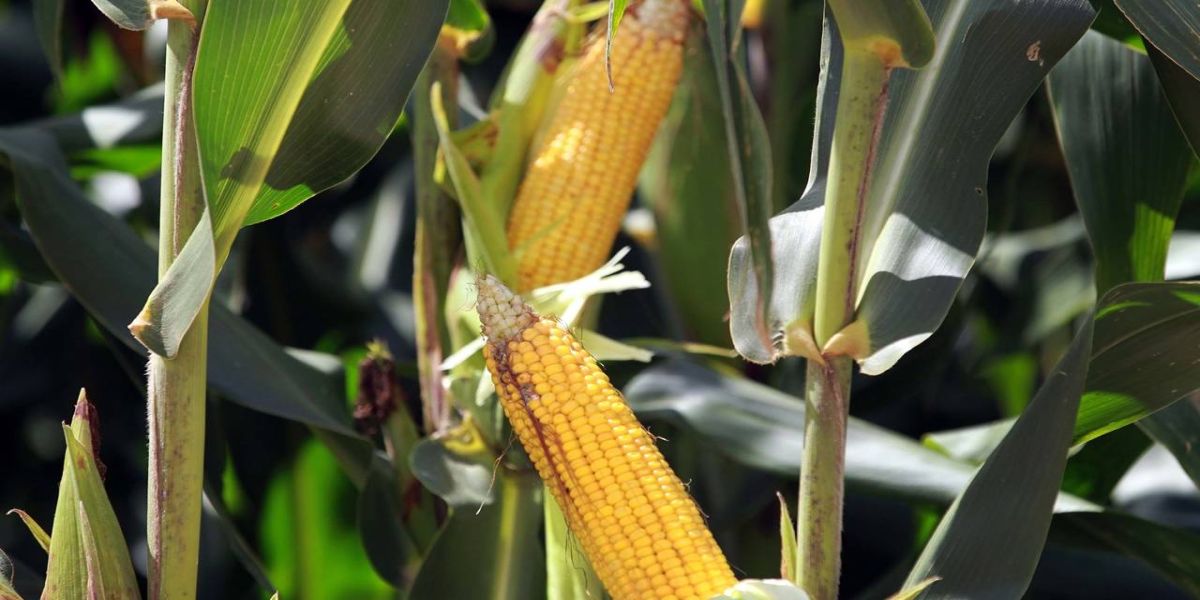 Boletim agropecuário destaca avanço na colheita do milho