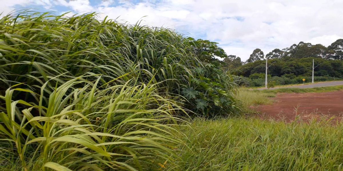 Mato alto é alvo de reclamação de morador do Bairro Tropical