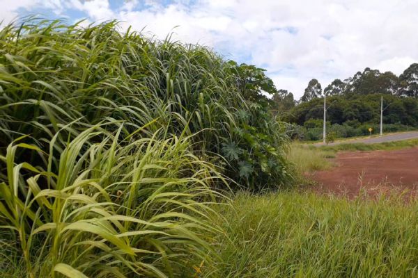 Imagem referente a notícia: Mato alto é alvo de reclamação de morador do Bairro Tropical