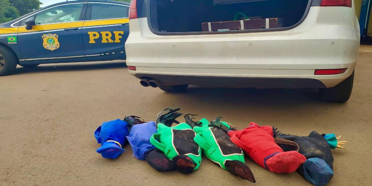 Prefeito de Boa Vista da Aparecida é preso com galos de rinha em Sarandi