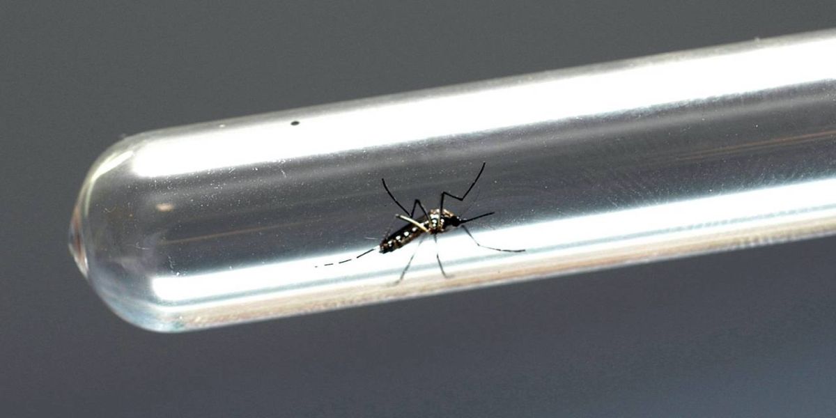 Paraná registra 132 novos casos de dengue