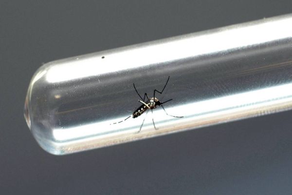 Paraná registra 132 novos casos de dengue