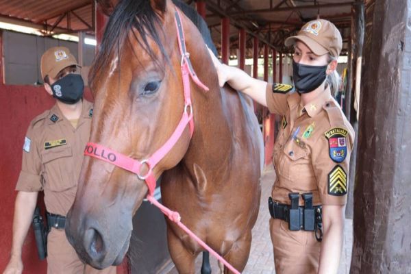Projeto da PUCPR em Toledo ajuda PMs da Cavalaria a conhecerem melhor os animais
