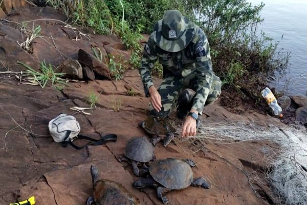 Polícia Ambiental resgata Tartarugas Raras presas em rede de pesca na Usina de Salto Caxias