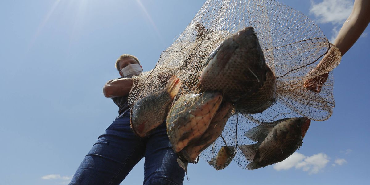 Com crescimento de 14%, Paraná amplia liderança na produção de tilápias
