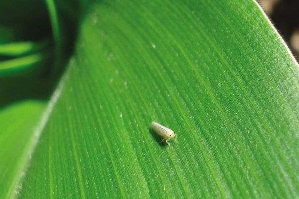 Pragas e Doenças: Cigarrinha é pesadelo aos produtores de milho