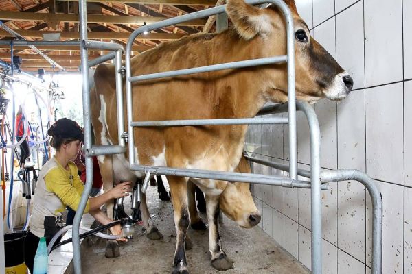 Preço do leite pago aos produtores teve redução no primeiro bimestre