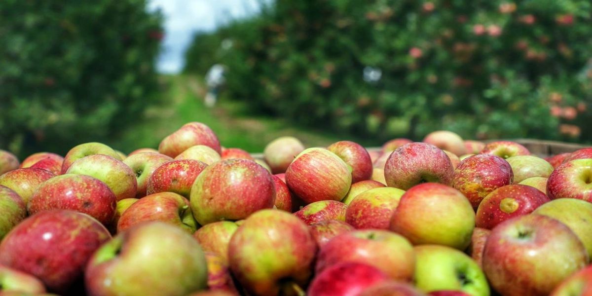 Pesquisa e tecnologia colocam o Paraná na rota nacional das maçãs