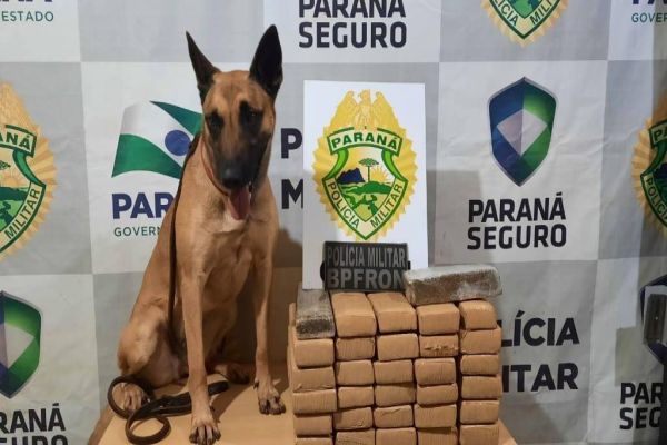 Imagem referente a notícia: BPFRON apreende mulher com drogas em ônibus durante Operação Hórus em Cascavel
