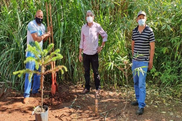 Programa ambiental prevê plantio de mil mudas de araucárias