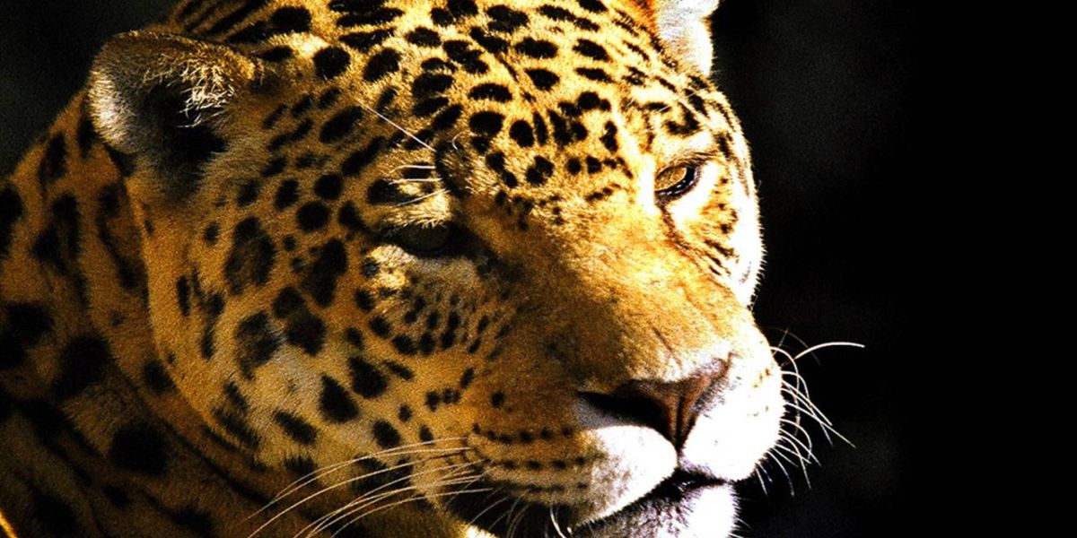 IAT orienta como agir no caso de aparecimento de onças