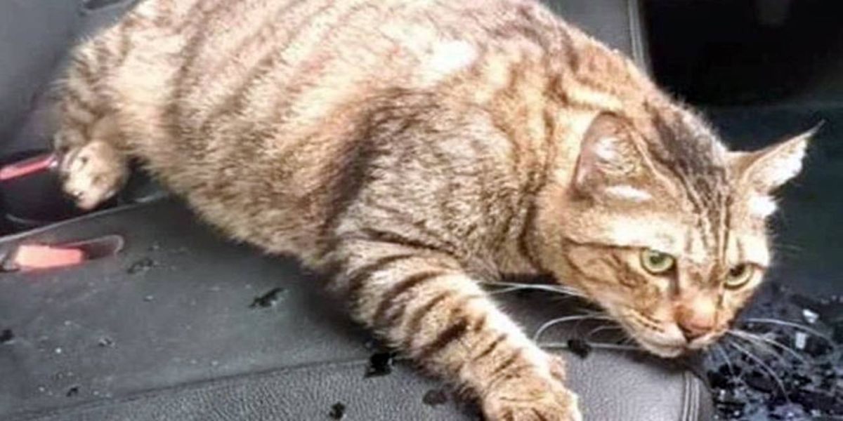 Gato cai do 10º andar de prédio, atravessa teto solar de carro e não se machuca