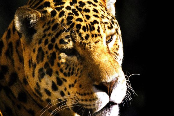 IAT orienta como agir no caso de aparecimento de onças