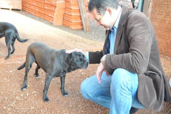 Projeto de lei quer incluir direitos dos animais no currículo escolar