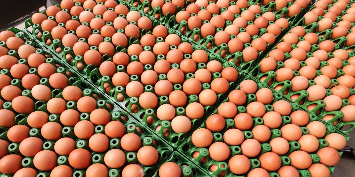 Preço do ovo aumenta em fevereiro para produtor, atacado e varejo