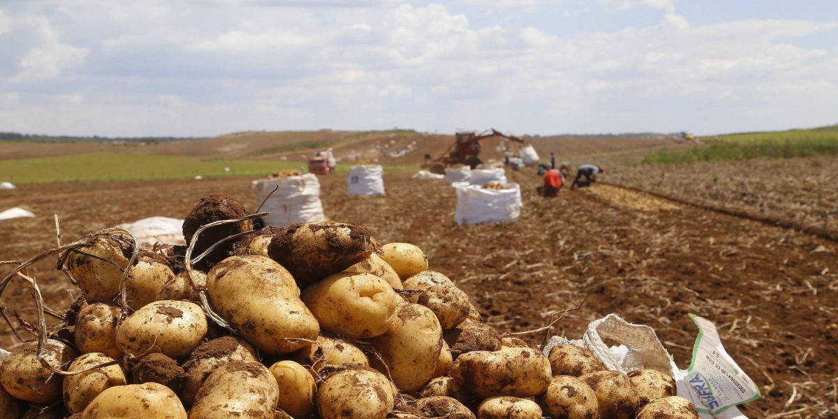 Segundo maior produtor, Paraná responde por um quinto da batata do País