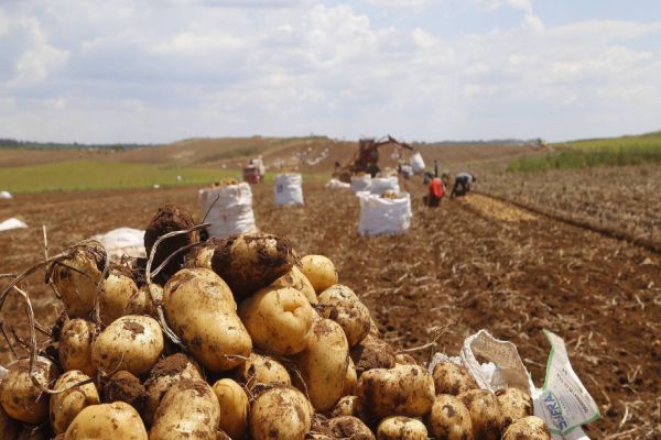 Segundo maior produtor, Paraná responde por um quinto da batata do País