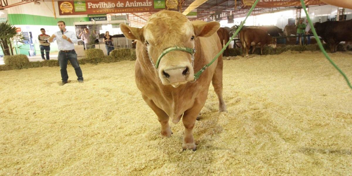Show Pecuário 2021 será novamente on-line