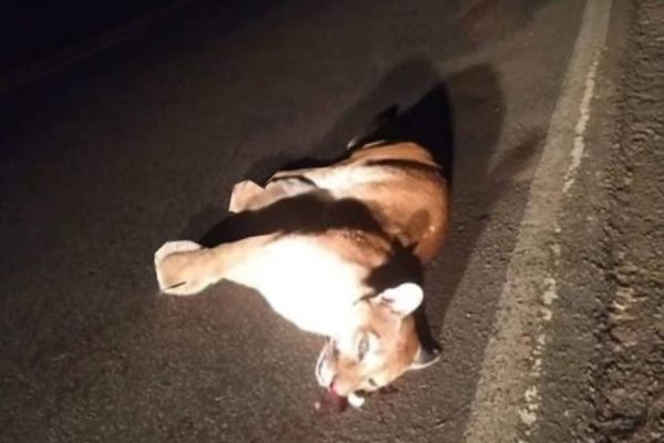 Onça parda morre ao ser atropelada na rodovia entre Cafezal do Sul e Pérola