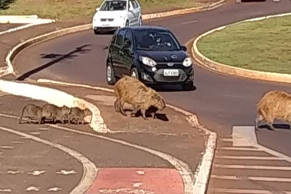 Imagem referente a notícia: Grupo de capivaras é flagrado ‘atravessando’ faixa de pedestre em Cascavel