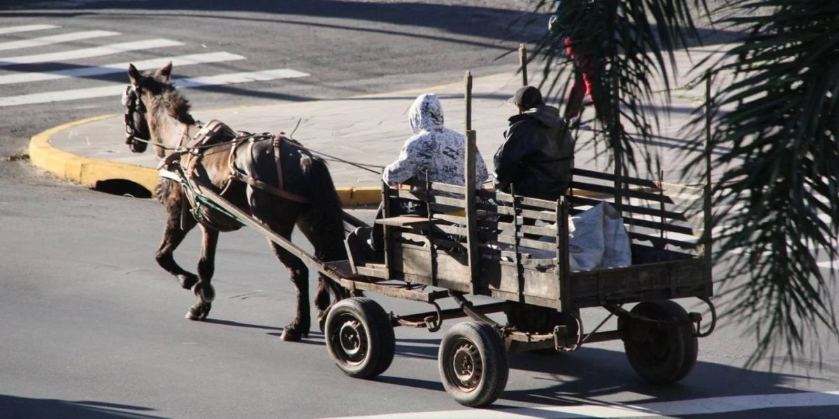 Projeto que proíbe circulação de veículos de tração animal é discutido na Câmara