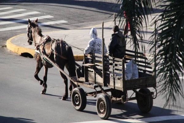 Projeto que proíbe circulação de veículos de tração animal é discutido na Câmara
